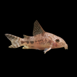 Variable Corydoras Diphyes 3cm Catfish