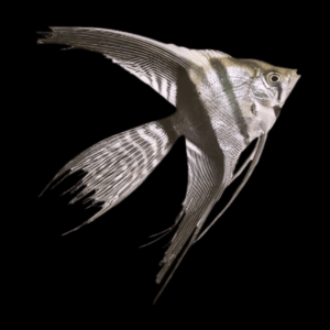 Silver Veil Tail Angelfish Pterophyllum Scalare 5cm