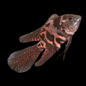 Veil Tail Oscar Astronotus Ocellatus 6cm