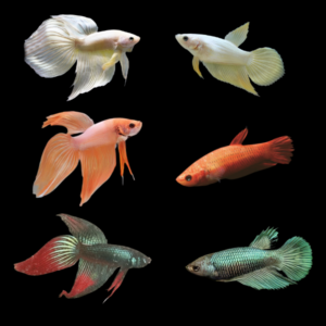 Veiltail Betta Assorted Pair's Male & Female 3cm
