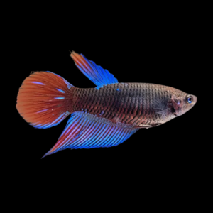 Veiltail Betta Female Black Base 3cm