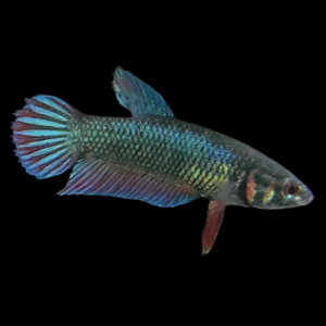 Veiltail Betta Female Green Base 3cm