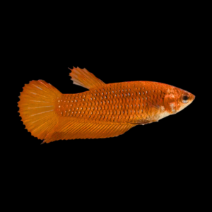 Veiltail Betta Female Orange 3cm