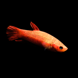 Veiltail Betta Female Orange Base 3cm