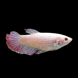 Veiltail Betta Female Pink 3cm