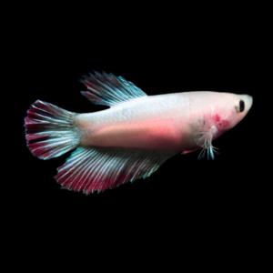 Veiltail Betta Female Pink Base 3cm