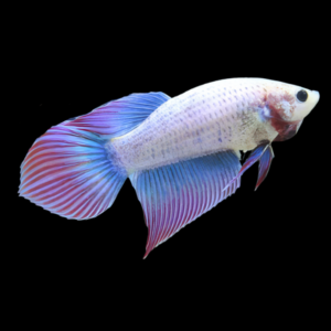 Veiltail Betta Female Purple 3cm