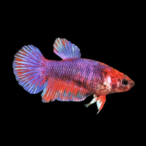 Veiltail Betta Female Purple Base 3cm