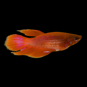 Veiltail Betta Female Red 3cm