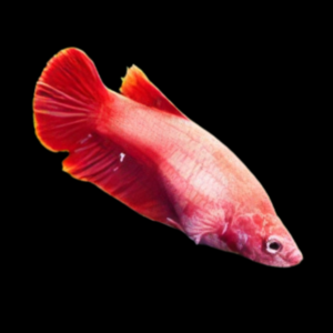 Veiltail Betta Female Red Base 3cm
