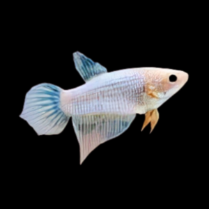 Veiltail Betta Female White Base 3cm
