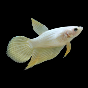 Veiltail Betta Female Yellow 3cm