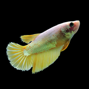 Veiltail Betta Female Yellow Base 3cm
