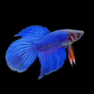 Veiltail Betta Male Blue Base 3cm