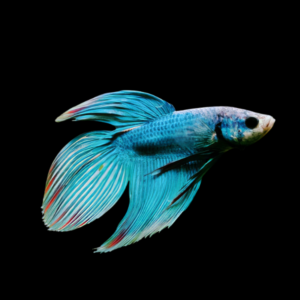 Veiltail Betta Male Green 3cm