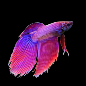 Veiltail Betta Male Purple Base 3cm