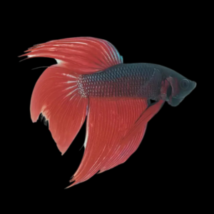 Veiltail Betta Male Red Base 3cm