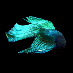 Veiltail Betta Male Turquoise 3cm