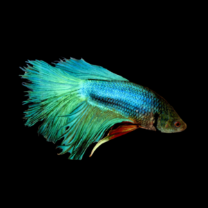 Veiltail Betta Male Turquoise Base 3cm