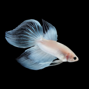 Veiltail Betta Male White Base 3cm