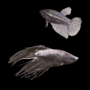 Veiltail Betta Pair Male & Female Black 3cm