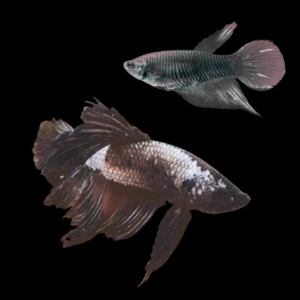 Veiltail Betta Pair Male & Female Black Base 3cm