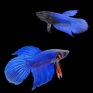 Veiltail Betta Pair Male & Female Blue Base 3cm
