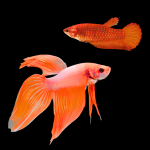 Veiltail Betta Pair Male & Female Orange 3cm