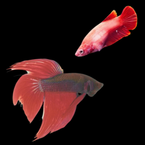 Veiltail Betta Pair Male & Female Red Base 3cm