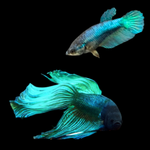 Veiltail Betta Pair Male & Female Turquoise 3cm