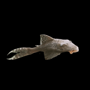 Venezuelan Blue Eyed Pleco Panaque Suttonorum 20cm