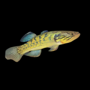 Viator Snakehead Gudgeon Giuris Viator 10cm