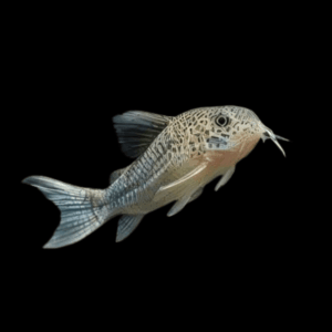 Violet Corydoras Similis 3cm Catfish