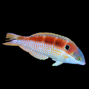 Vivians Wrasse Macropharyngodon Vivienae