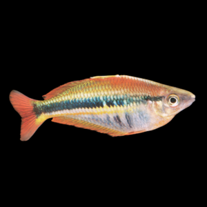 Wapoga Red Rainbow Fish Chilatherina Alleni 5cm