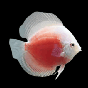 White And Red Discus
