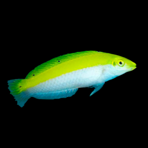 White Belly Wrasse Halichoeres Leucoxanthus