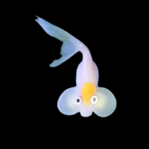 White Bubble Eye Goldfish