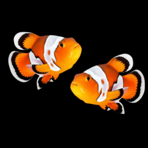 White Cap Minstrel Clownfish Amphiprion Ocellaris Pair