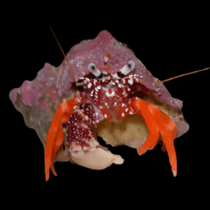 White Claw Hermit Crab Phimochirus Operculatus