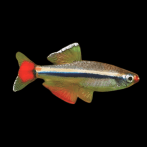 White Cloud Mountain Minnow Tanichthys Albonubes 3cm