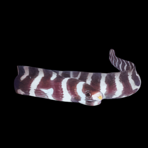 White Eye Moray Eel Sideria Thyrsoidea