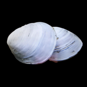 White Freshwater Clam Corbicula Fluminea 4cm