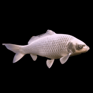 10 x White Ghost Koi Carp Cyprinus Carpio