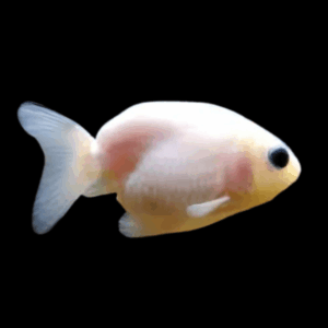 White Lionhead Ranchu Goldfish Carassius Auratus 5cm