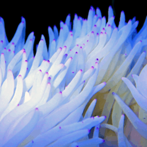 White Malu Anemone Heteractis Malu