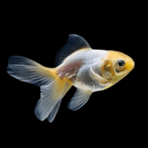 White Oranda Goldfish Carassius Auratus