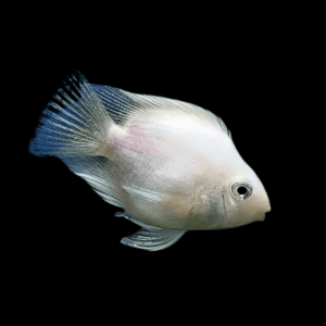 White Parrot Fish Hybrid Amphilophus Citrinellus × Vieja Melanurus 5cm