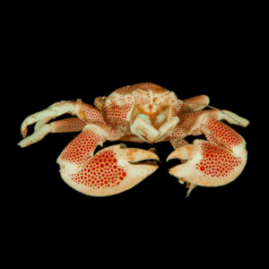 White Porcelain Anemone Crabs Neopetrolisthes Ohshimai
