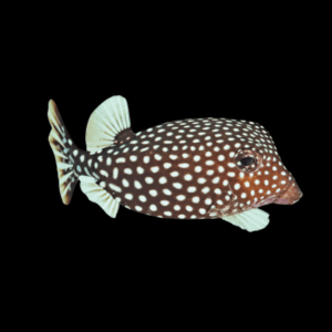 White Spotted Boxfish Ostracion Meleagris